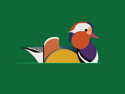 Mandarin Duck art color design ducks flat graphic design illustration illustrator mandarin duck simple vector