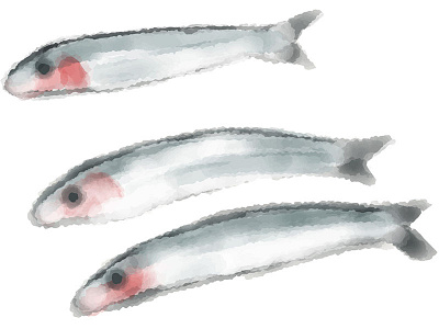 Anchovies anchovies fish food france illustration pattern picnic summer vectors watercolor
