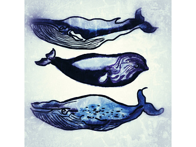 Whales blue illustration ink sketch watercolour whales