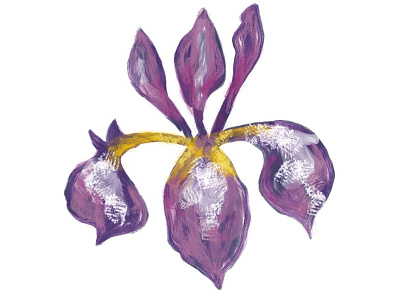 Iris Flower