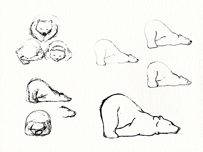 Hibernating Bear Sketches