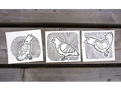 Pigeon Nation fun illustration ink pigeon