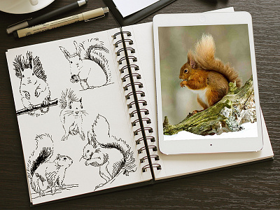 Squirrels Sketch Dr ipad mini mockup notemockup7 sketch squirrel