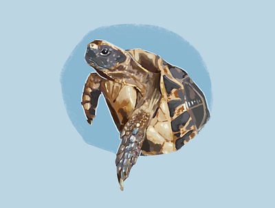 Turtle Portrait art illustration pet