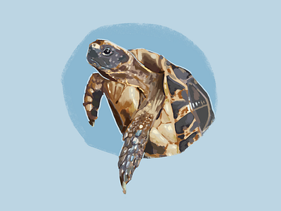 Turtle Portrait