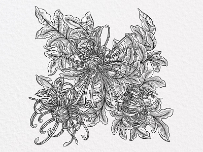 Chrysanthemums arabesque black and white chrysanthemum composition curves etching flower illustration leaves line wip