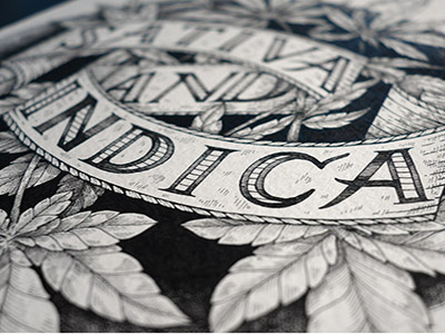 Canna illustration indica line rotring sativa typography weed
