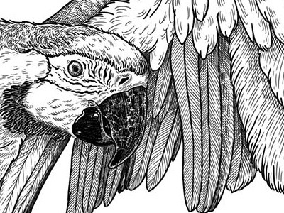 Parrot animal black and white engraving feathers illustration lines parrot