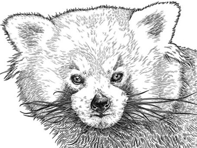 red fox cute fur illustration lines redfox