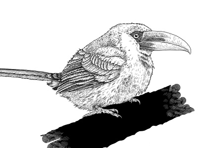 Aracari Bannana animal bird bird illustration feather lines
