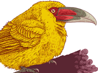 Aracari Banana color bird color colorblock engraving illustration imagination lines linestyle wild