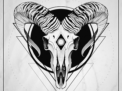 Mouflon skull black and white illustration illustration art illustrator mouflon photoshop ritual simple design skull