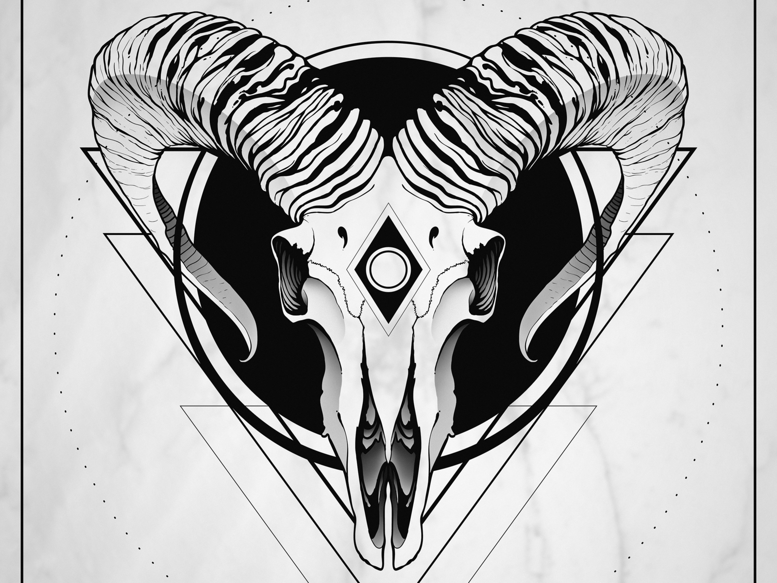 Mouflon skull by Berta Dániel on Dribbble