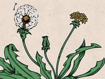 Weeds artwork dandelion dirt flower illustration sketch soil weeds