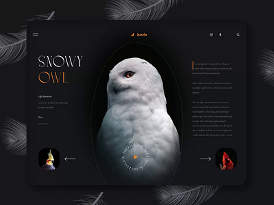 Website about birds 2d animation bird black clean dark design desktop gotoinc ui ui design web web design website