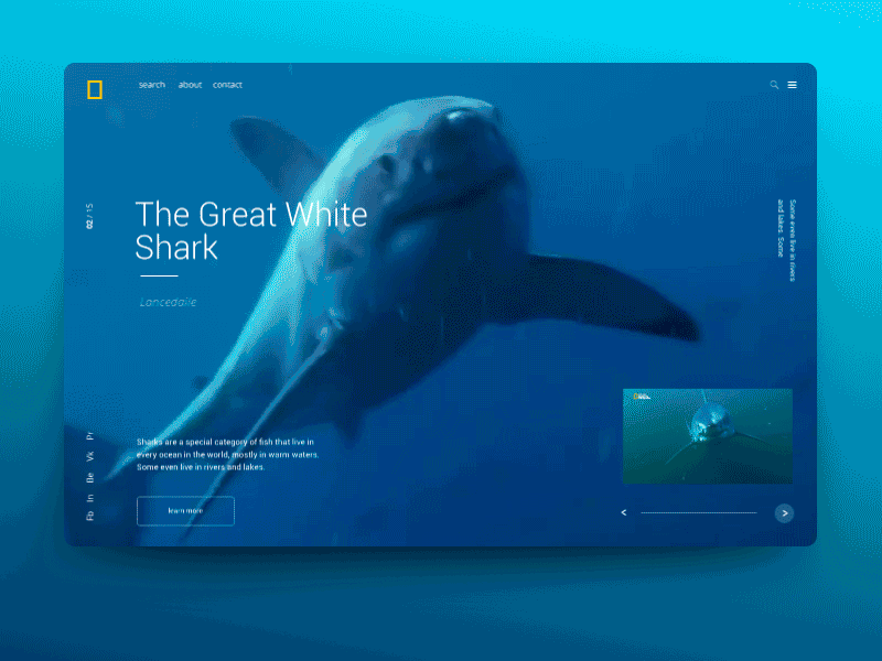 The Great White Shark after effect animation app art branding design flat icon illustration illustrator lancedaile logo minimal type typography ui ux vector web website