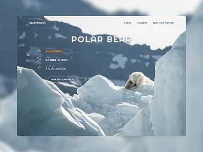 Website design | Polar bear animal branding design design agency ice minimal pastel polar bear ui ux web webdesign website