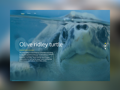 Save the turtles blue design turtle webdesign