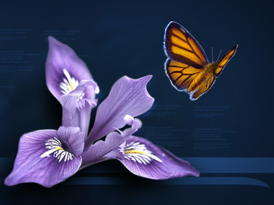 Pixelranger butterfly flash flower nature web