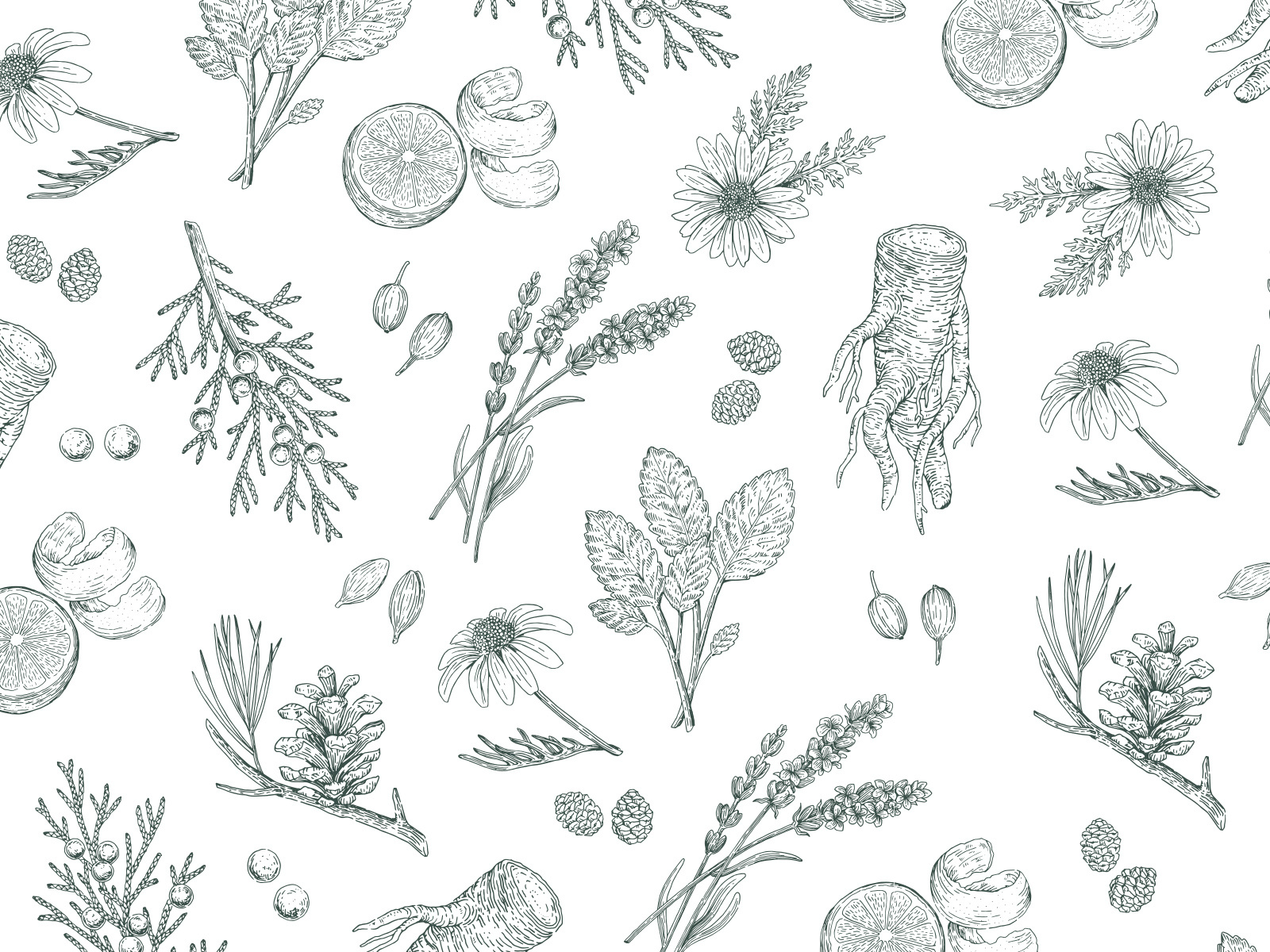 Juniper Grove Gin by Paula Schultz on Dribbble
