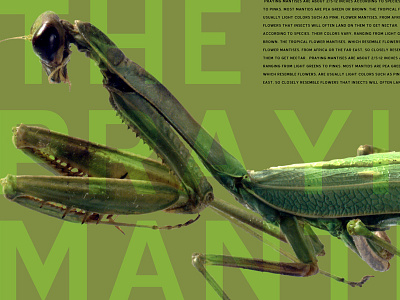 Praying Mantis Desktop