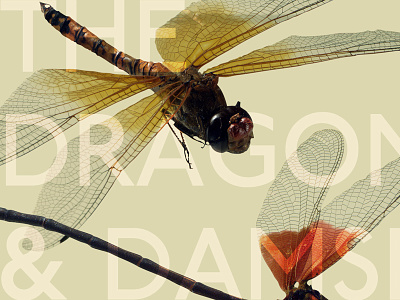 Dragonfly & Damselfly Desktop bug bugs damsel damselfly desktop pattern dragon dragonfly education fly insect tan