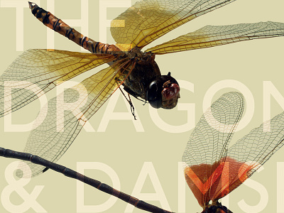 Dragonfly & Damselfly Desktop