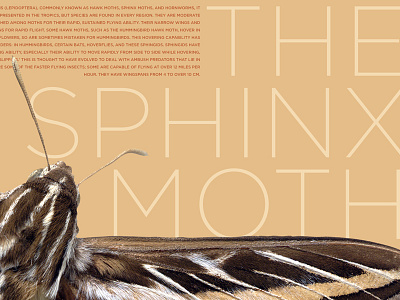 Sphinx Moth Desktop Pattern bug bugs desktop pattern education fly flying gotham insect moth sphinx sphinx moth tan