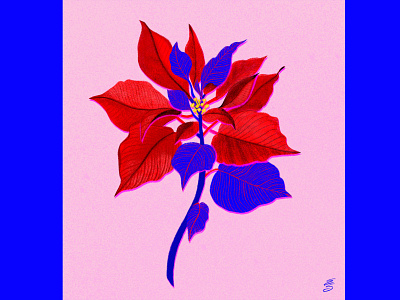 Poinsettia christmas emily searle floral holidays red