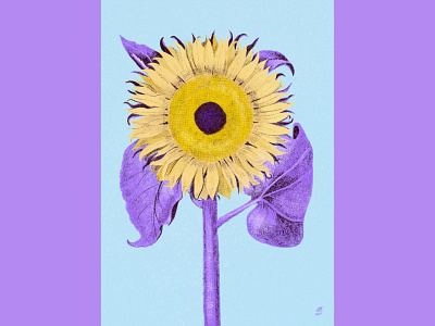 Sunflower emily searle emilysearle flower illustration procreate summer sunflower yellow