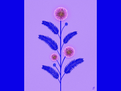 Mimosa blue digital emily searle emilysearle flower illustrator mimosa pink plant procreate sensitive