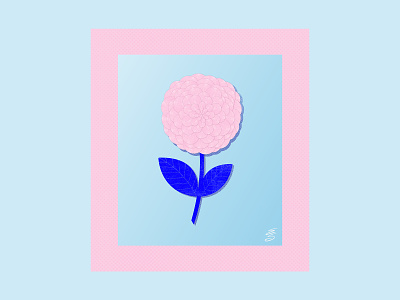Dahlia blue digital emily searle emilysearle floral flower flower illustration illustration pink procreate