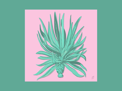 Agave agave digital emily searle emilysearle green illustration pink plant procreate