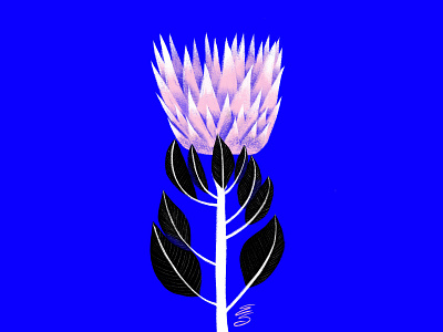protea apple black blue draw drawing emilysearle flower flowerpower illustration ipad king love pink procreate protea