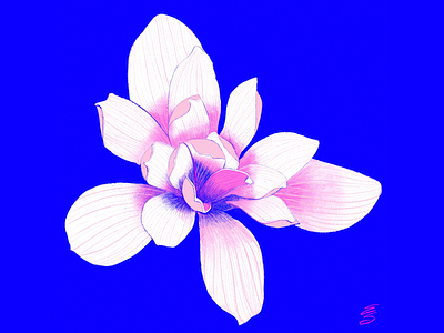 Japanese Magnolia art digital emily searle emilysearle illustration japan japanese magnolia love pink procreate spring tokyo