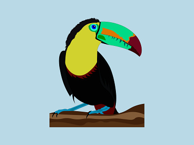 toucan design illustration