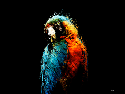 Photoshop Speed Artwork 30min artwork parrot photoshop