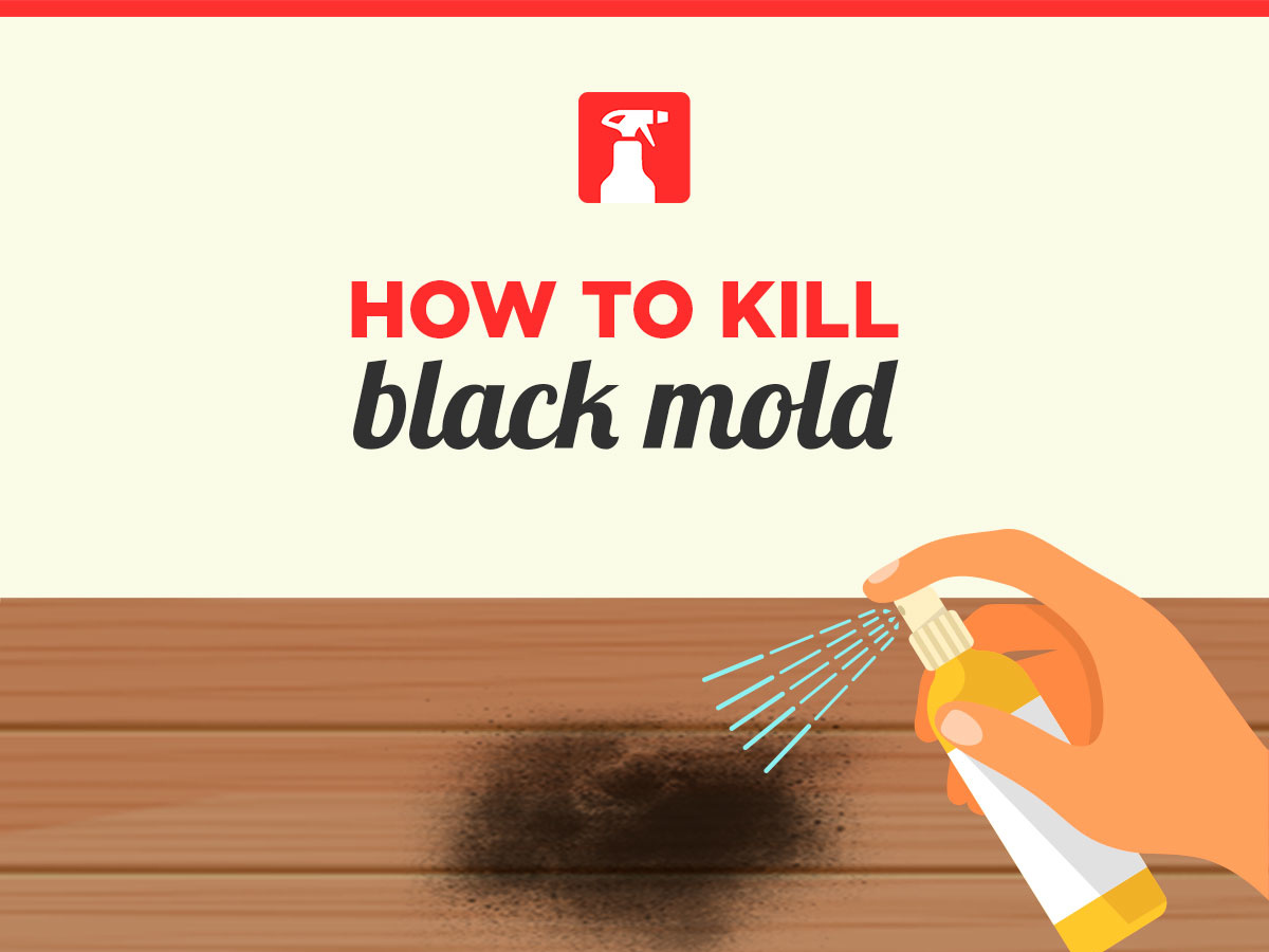 How To Kill Black Mold by Markovski Filip on Dribbble