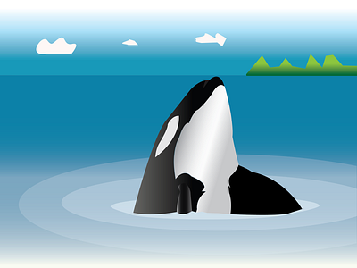 Orca Fish design illustration illustrator