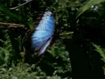 BUTTERFLY EFFECT 15folds gif