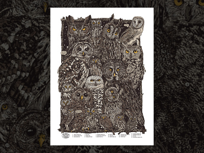 Owls of North America Print birds illustration owls poster