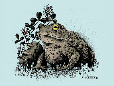 Garden Toad illustration toad
