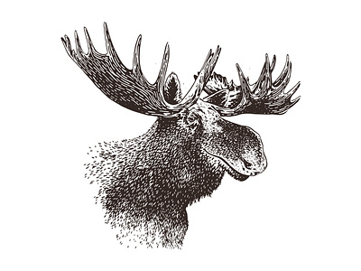 Moose Illustration beer illustration moose packaging