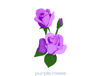 purple rose illustration