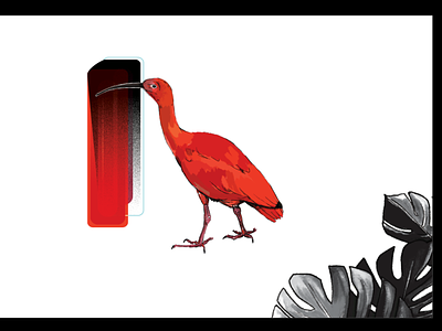 Bird Book layout