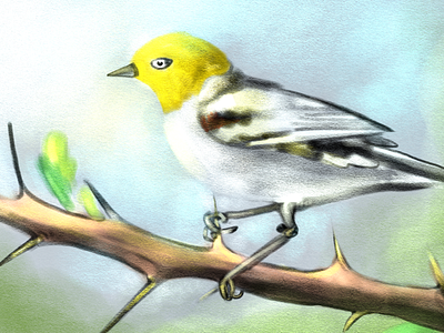 Verdin autodesk sketchbook bird bird book colors design illustration ipad project verdin