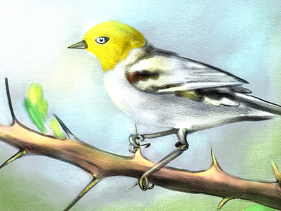 Verdin