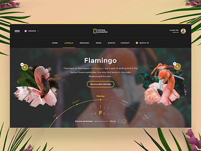 🌺🐹 National Geographic — Website Concept