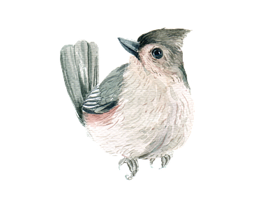 bird watercolor icon and element