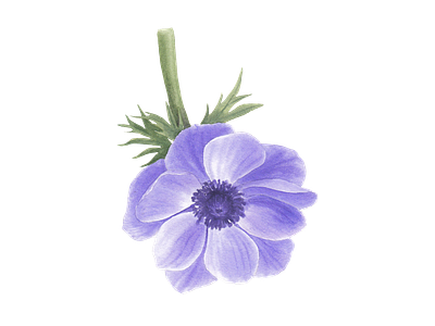 Anemone flower anemone element icon logo png watercolor